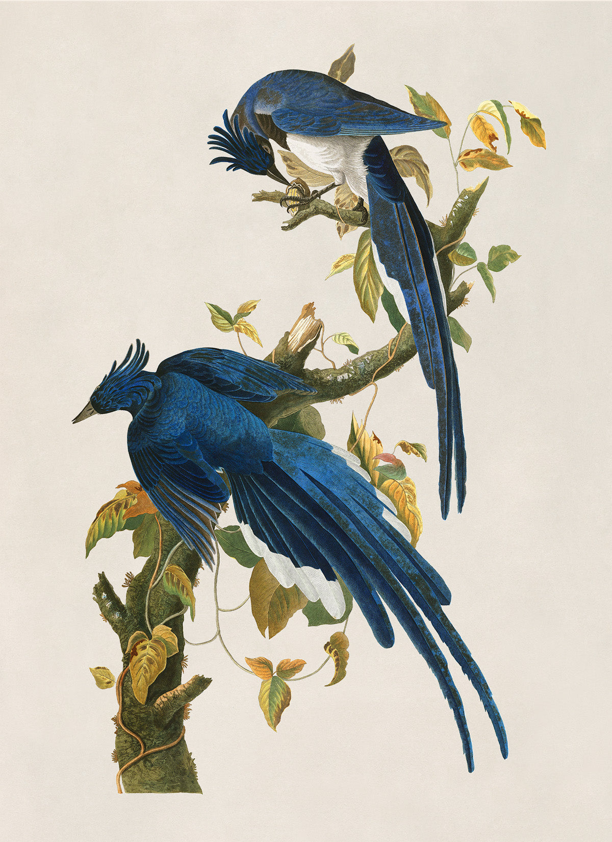 Columbia Jay or Magpie Bird Print, Vintage Style Audubon Birds Of America Illustration, AOB97