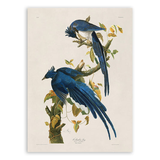 Columbia Jay or Magpie Bird Print, Vintage Style Audubon Birds Of America Illustration, AOB97