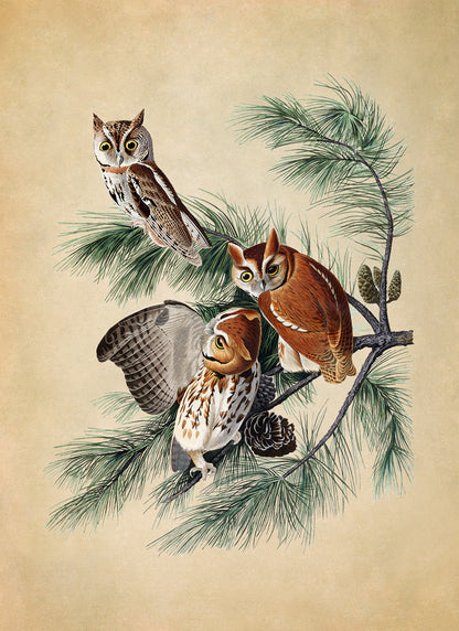 Eastern Screech Owl Print, Vintage Style Audubon Birds Of America Illustration, AOB98