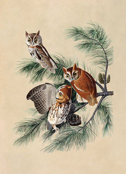 Eastern Screech Owl Print, Vintage Style Audubon Birds Of America Illustration, AOB98