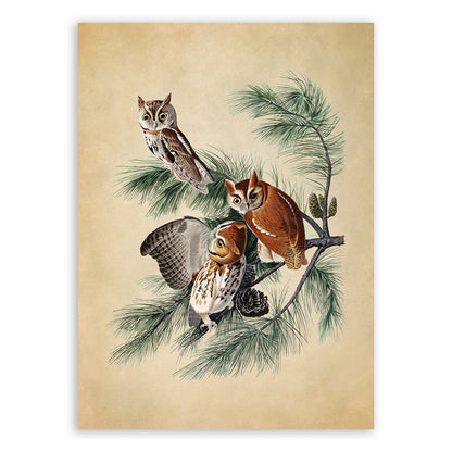 Eastern Screech Owl Print, Vintage Style Audubon Birds Of America Illustration, AOB98