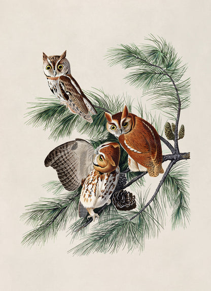 Eastern Screech Owl Print, Vintage Style Audubon Birds Of America Illustration, AOB98