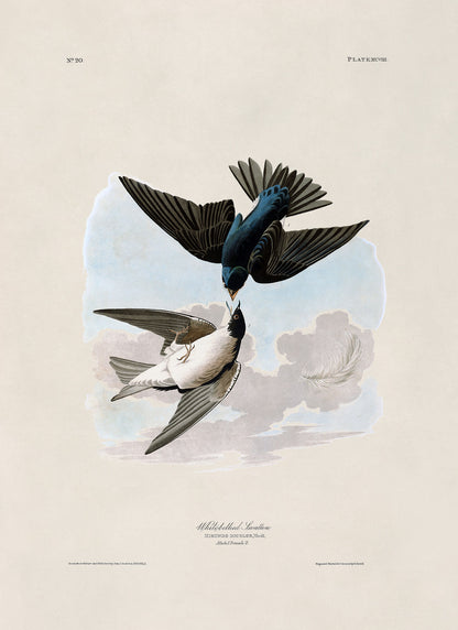 Tree Swallow Bird Print, Vintage Style Audubon Birds Of America Illustration, AOB99