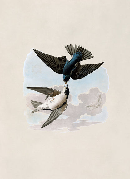 Tree Swallow Bird Print, Vintage Style Audubon Birds Of America Illustration, AOB99