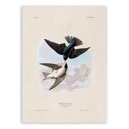 Tree Swallow Bird Print, Vintage Style Audubon Birds Of America Illustration, AOB99