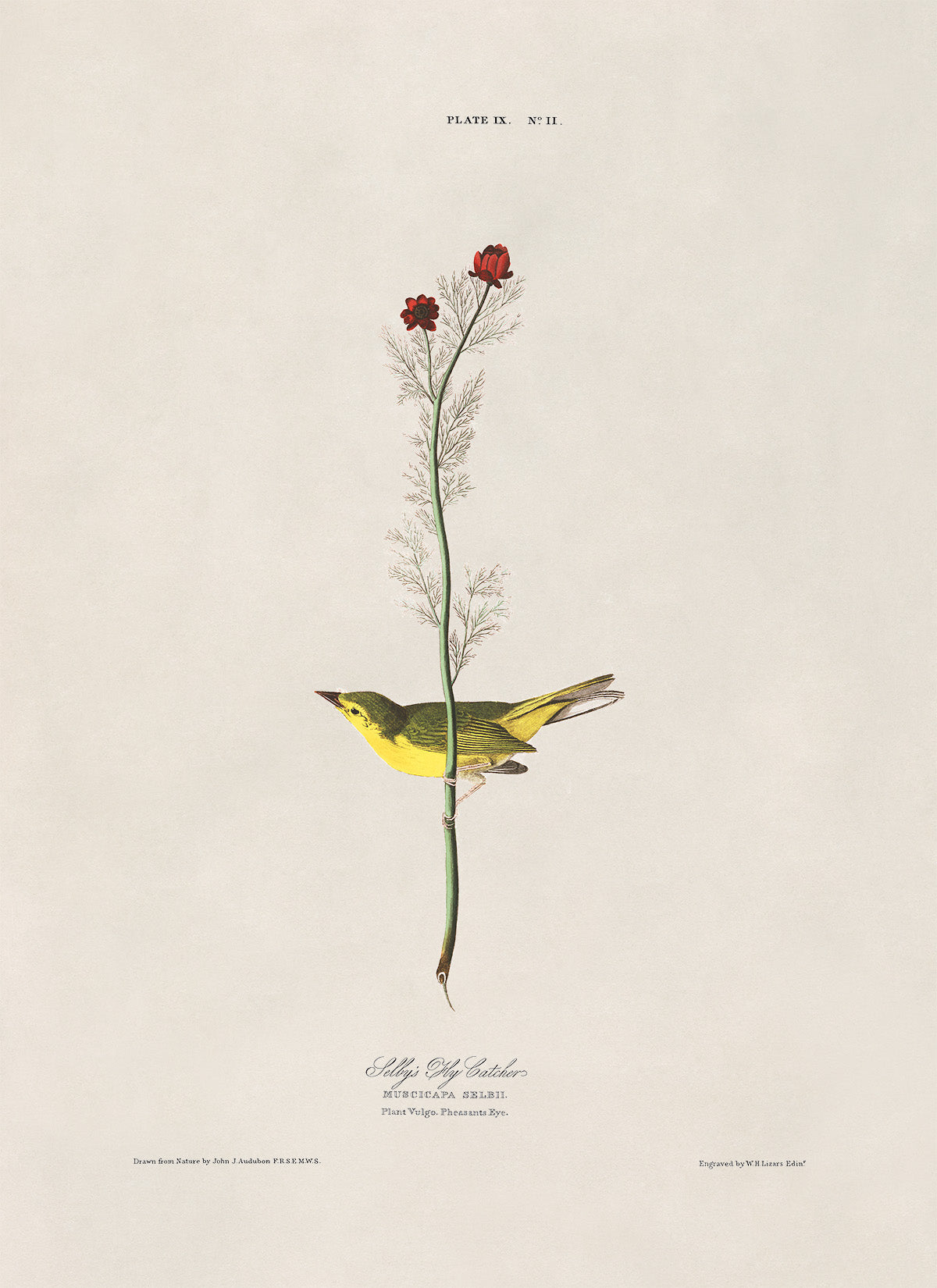 Selby's Flycatcher Bird Print, Vintage Style Audubon Birds Of America Illustration, AOB9