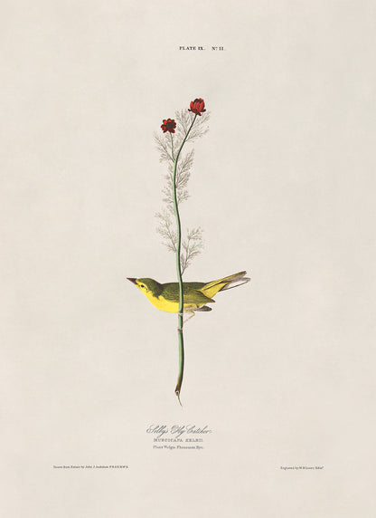 Selby's Flycatcher Bird Print, Vintage Style Audubon Birds Of America Illustration, AOB9