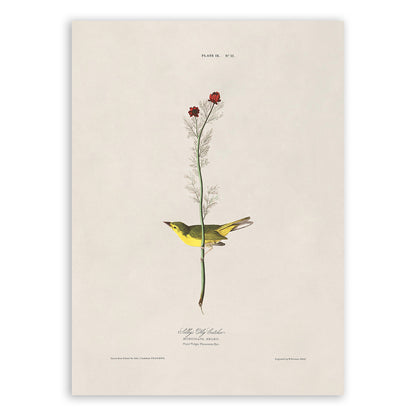 Selby's Flycatcher Bird Print, Vintage Style Audubon Birds Of America Illustration, AOB9