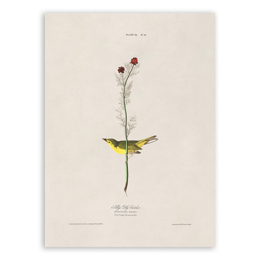 Selby's Flycatcher Bird Print, Vintage Style Audubon Birds Of America Illustration, AOB9