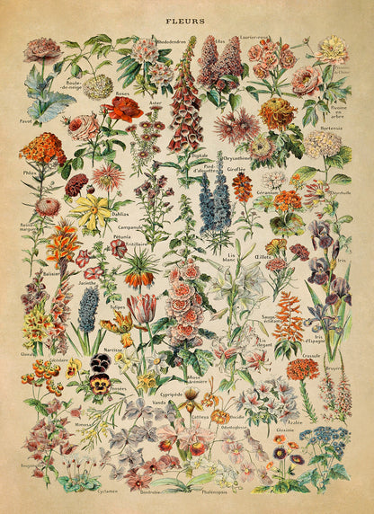 Flower Species Illustration Print, AM06