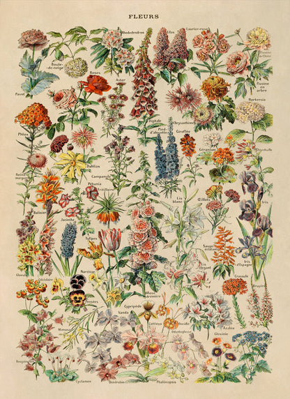 Flower Species Illustration Print, AM06