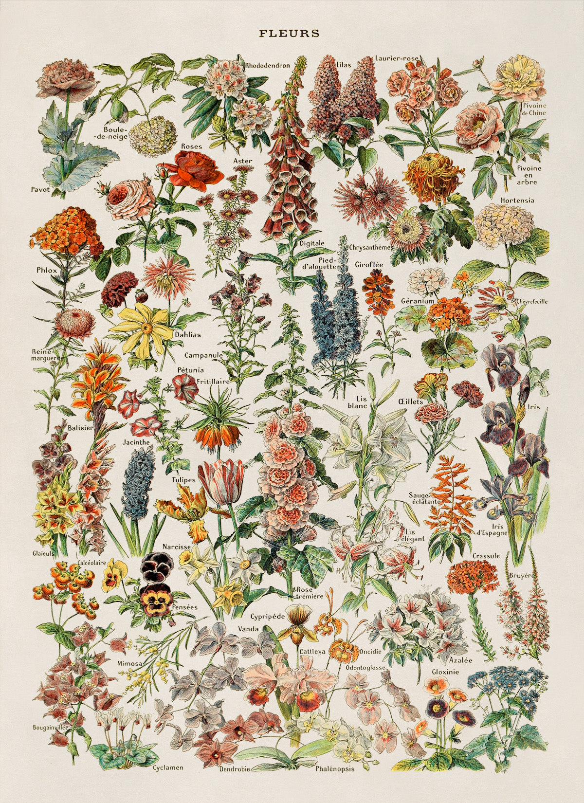 Flower Species Illustration Print, AM06