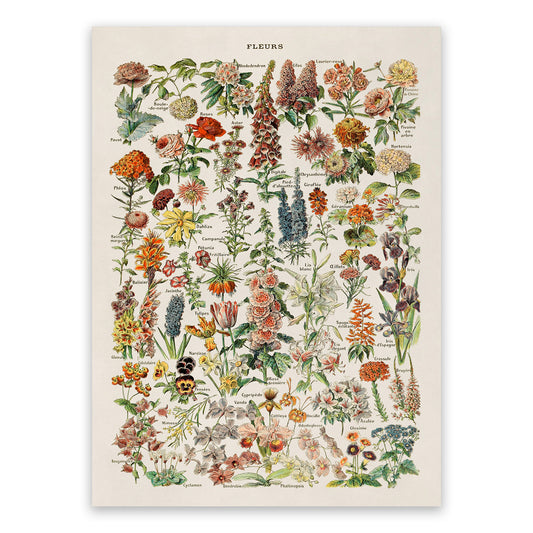 Flower Species Illustration Print, AM06