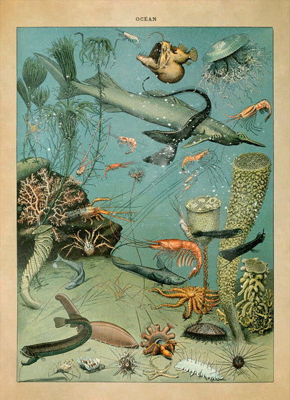 Ocean Life Illustration Print, AM019