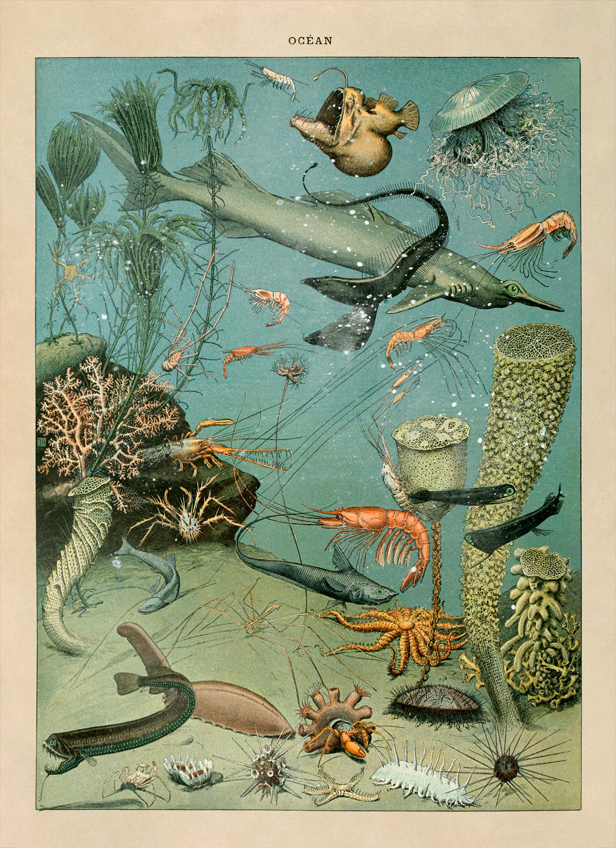 Ocean Life Illustration Print, AM019