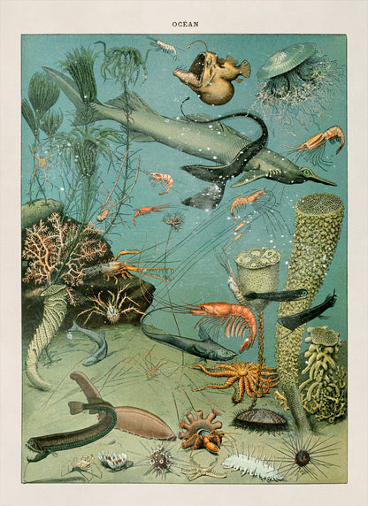 Ocean Life Illustration Print, AM019