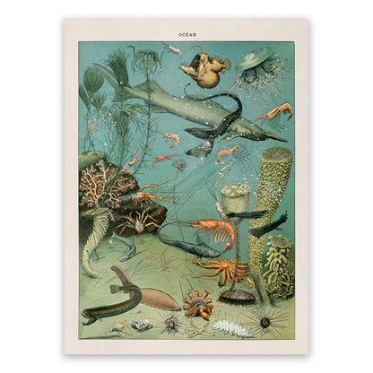 Ocean Life Illustration Print, AM019