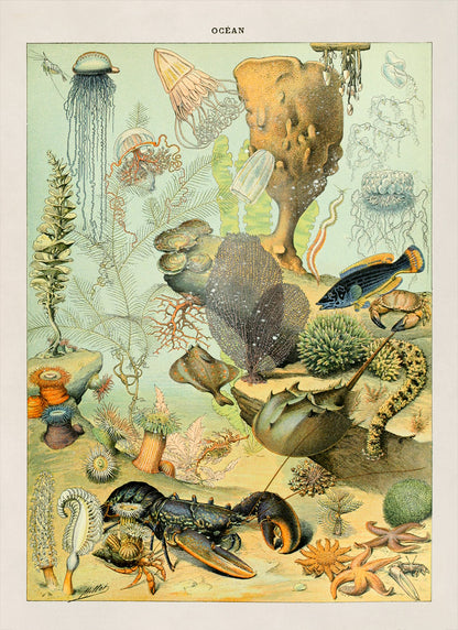 Ocean Life Oceanography Illustration Print, AM020