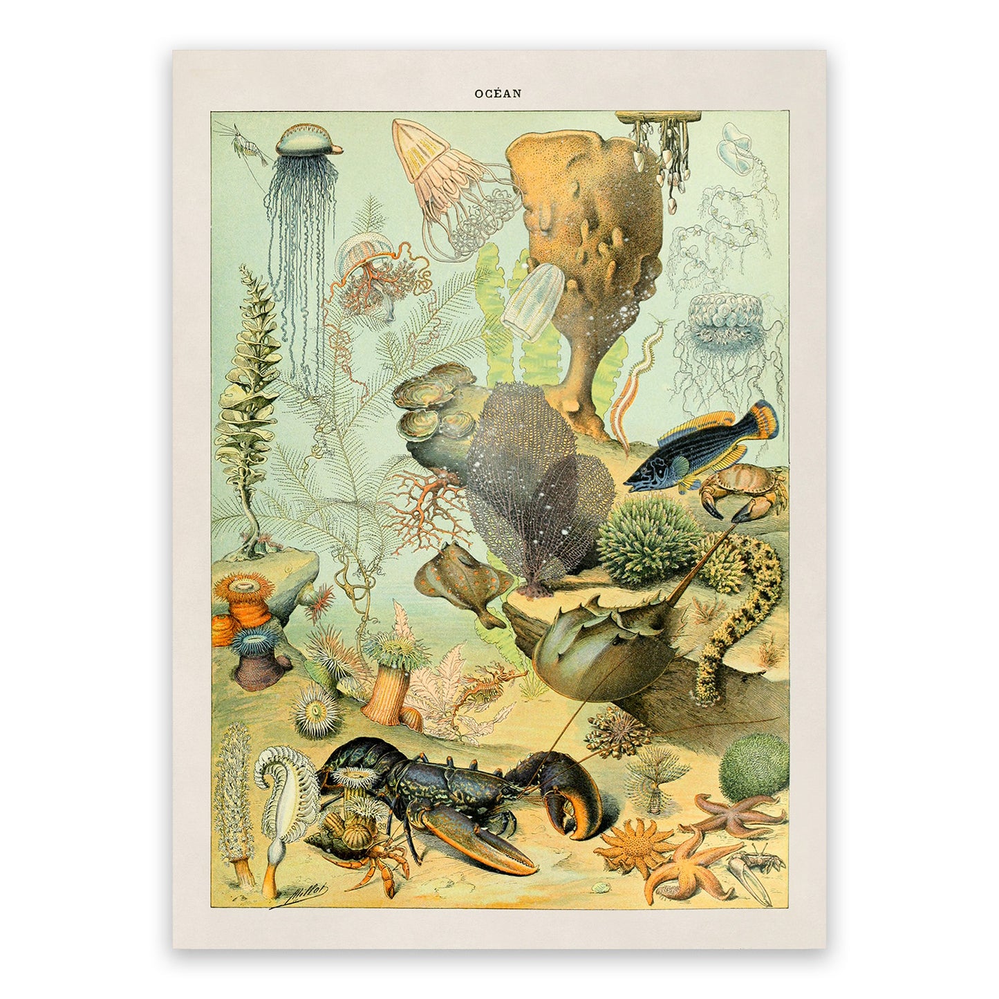 Ocean Life Oceanography Illustration Print, AM020