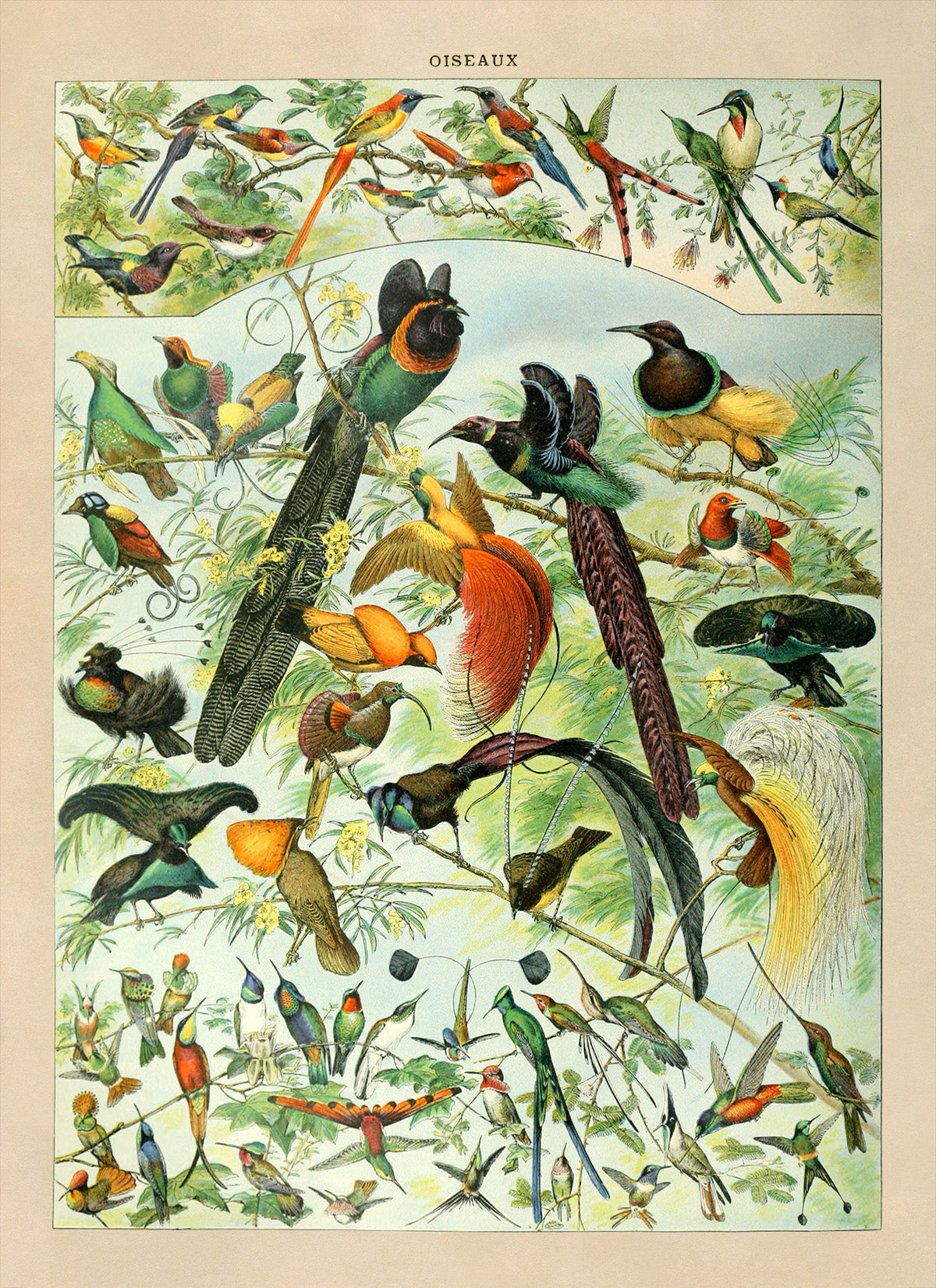 Bird Species Illustration Print, AM023