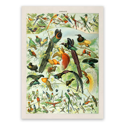 Bird Species Illustration Print, AM023