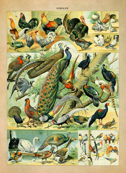 Bird Species Illustration Print, AM024