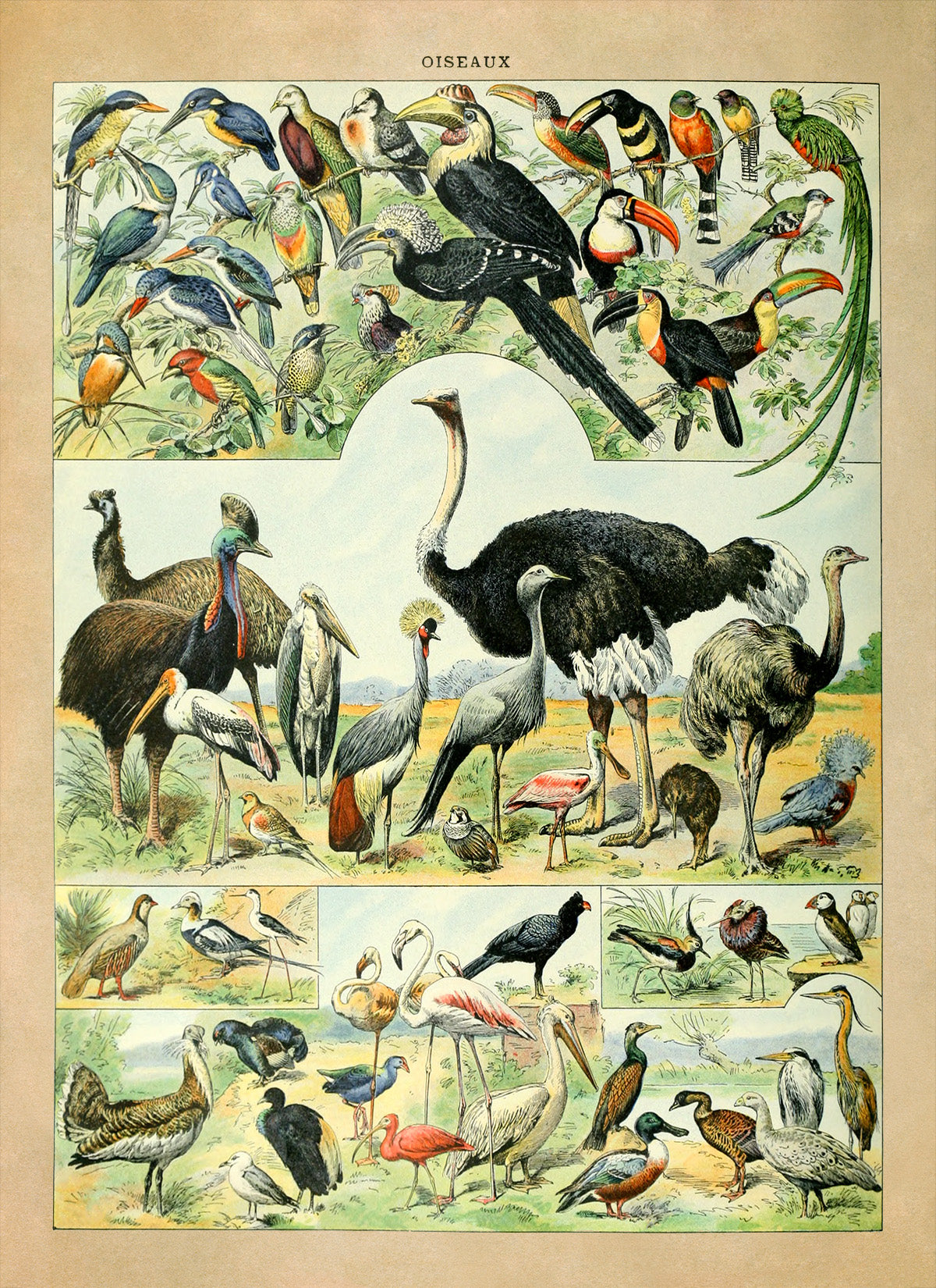 Bird Species Illustration Print, AM025