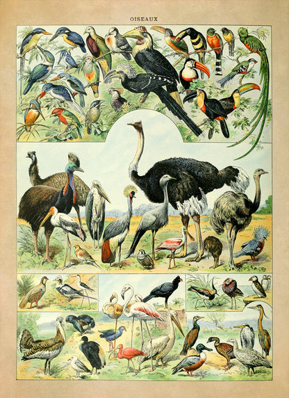 Bird Species Illustration Print, AM025