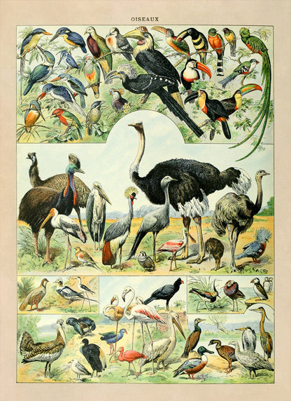 Bird Species Illustration Print, AM025