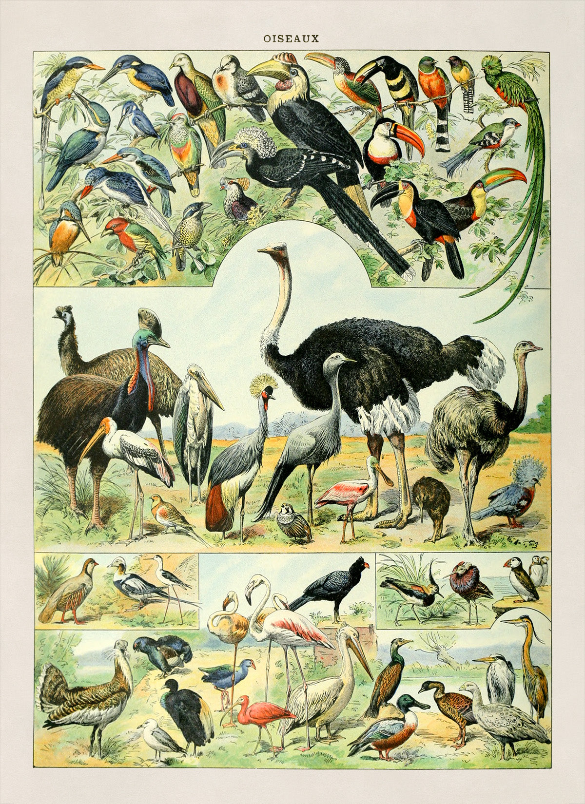 Bird Species Illustration Print, AM025