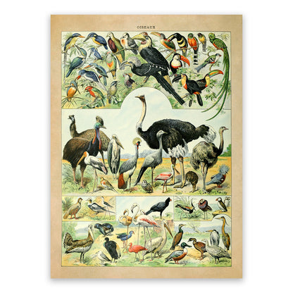 Bird Species Illustration Print, AM025