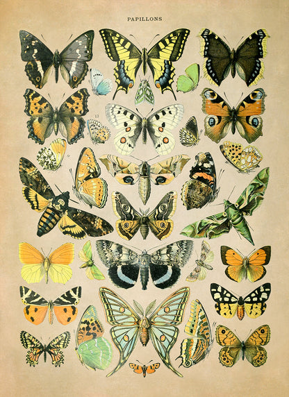 Butterfly Species Illustration Print, AM026