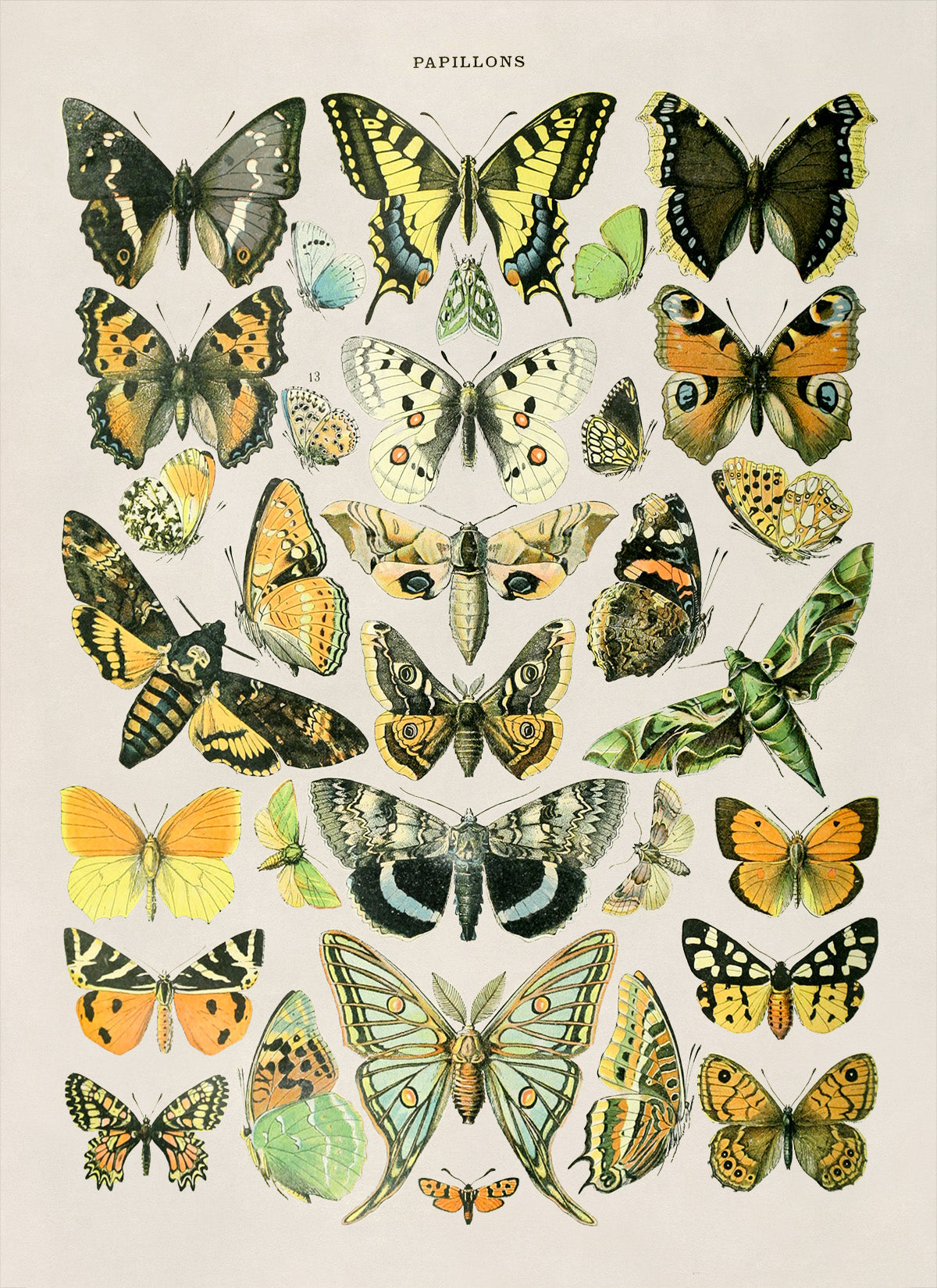 Butterfly Species Illustration Print, AM026