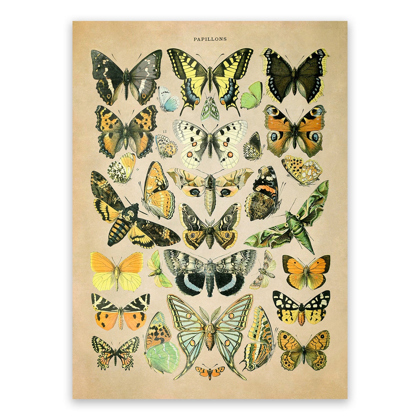 Butterfly Species Illustration Print, AM026