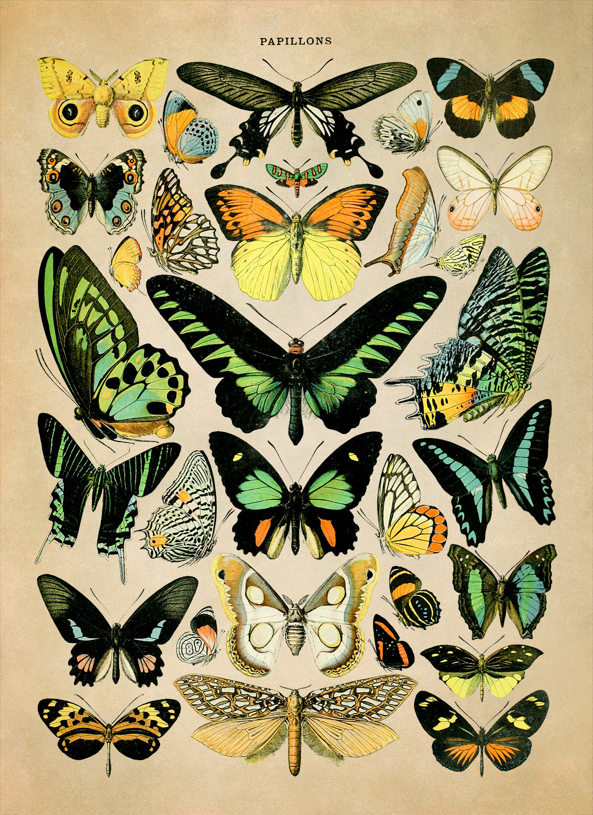 Butterfly Species Illustration Print, AM027