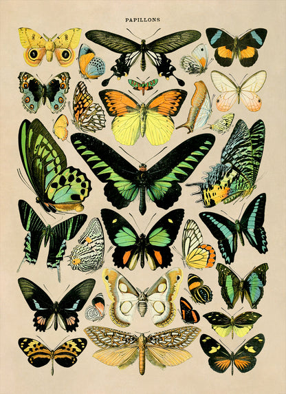 Butterfly Species Illustration Print, AM027