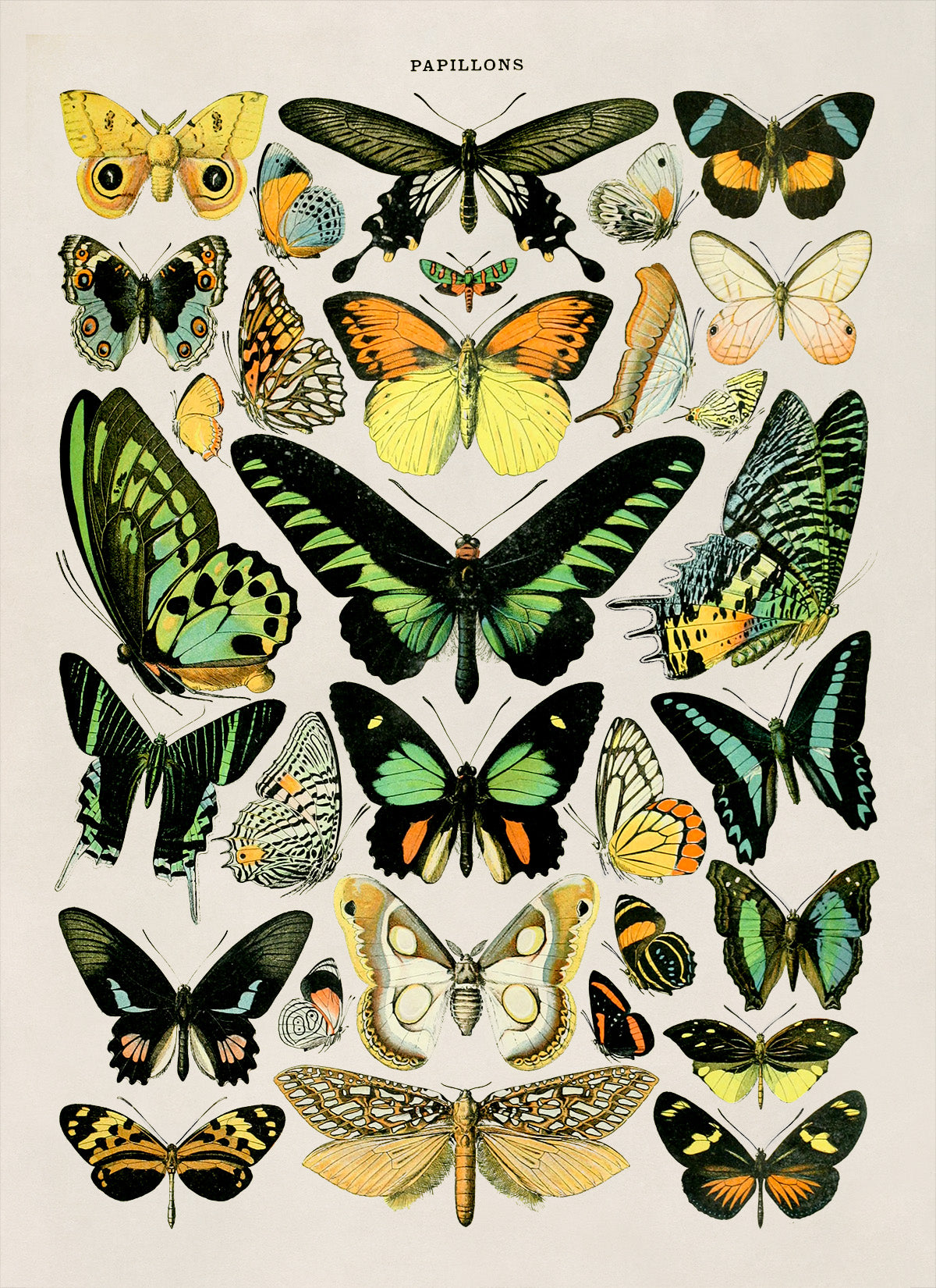 Butterfly Species Illustration Print, AM027