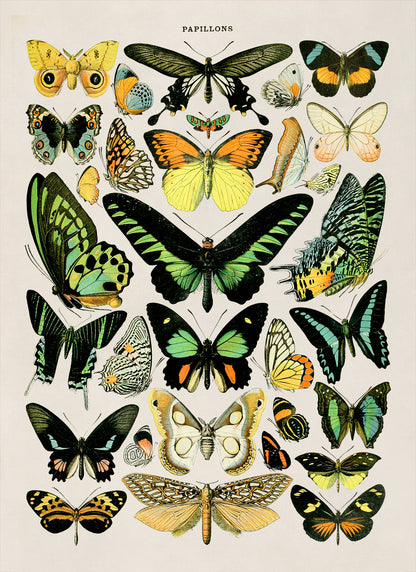 Butterfly Species Illustration Print, AM027