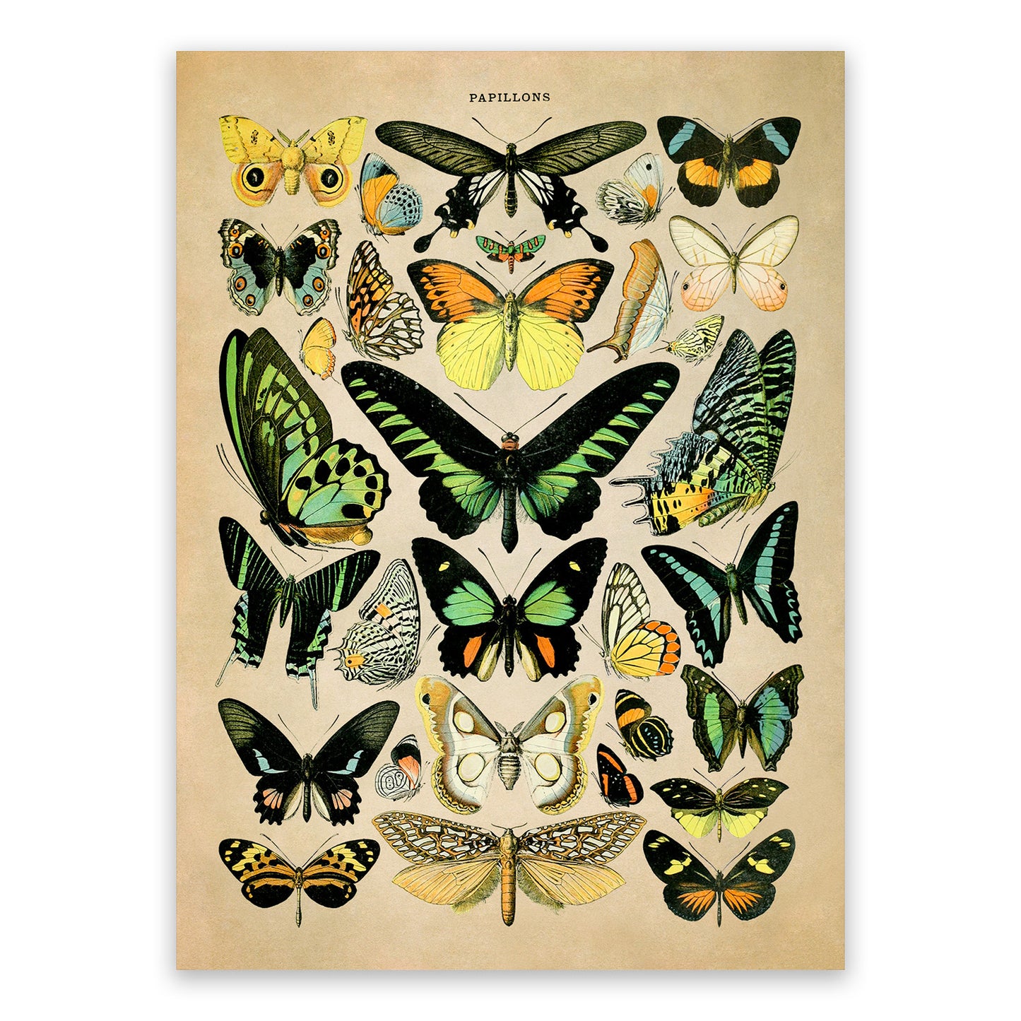 Butterfly Species Illustration Print, AM027