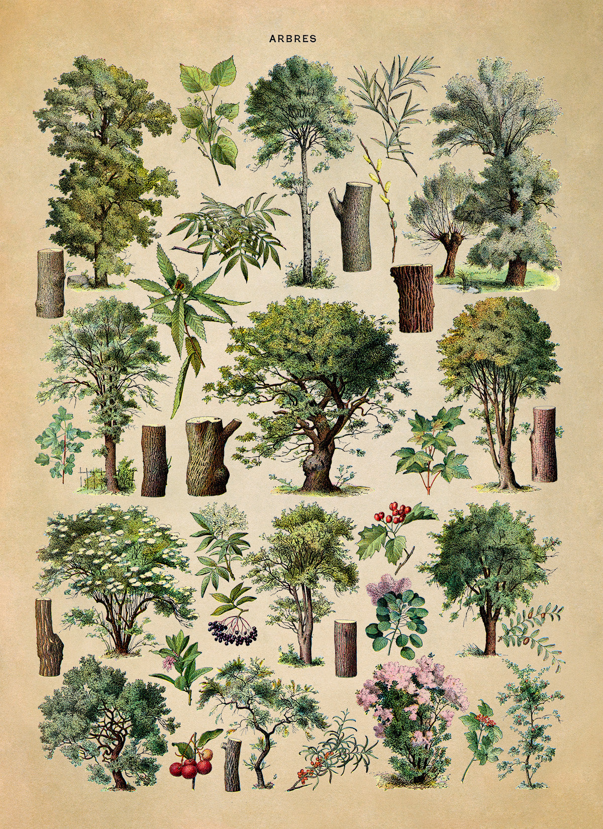 Forest Tree Species Illustration Print, AM78