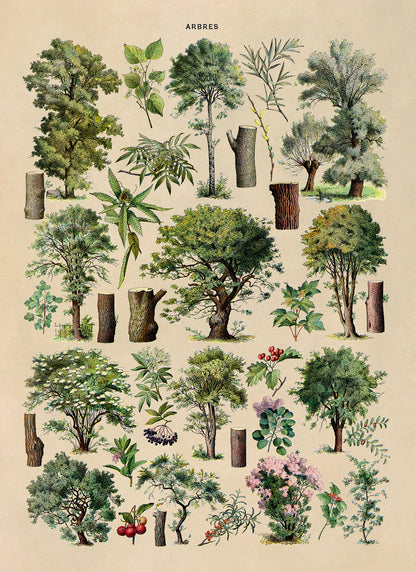 Forest Tree Species Illustration Print, AM78