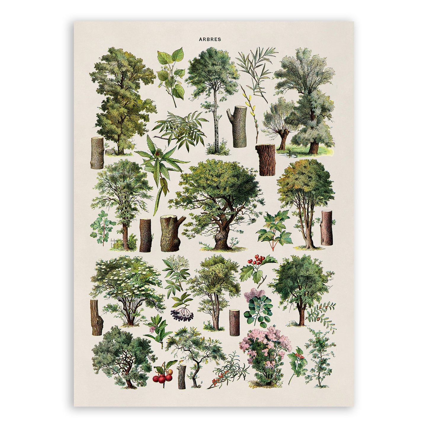 Forest Tree Species Illustration Print, AM78