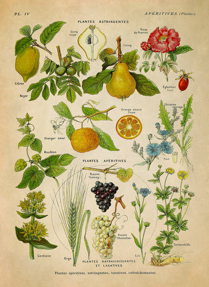 Astringent Medicinal Plants Illustration Print, AM80