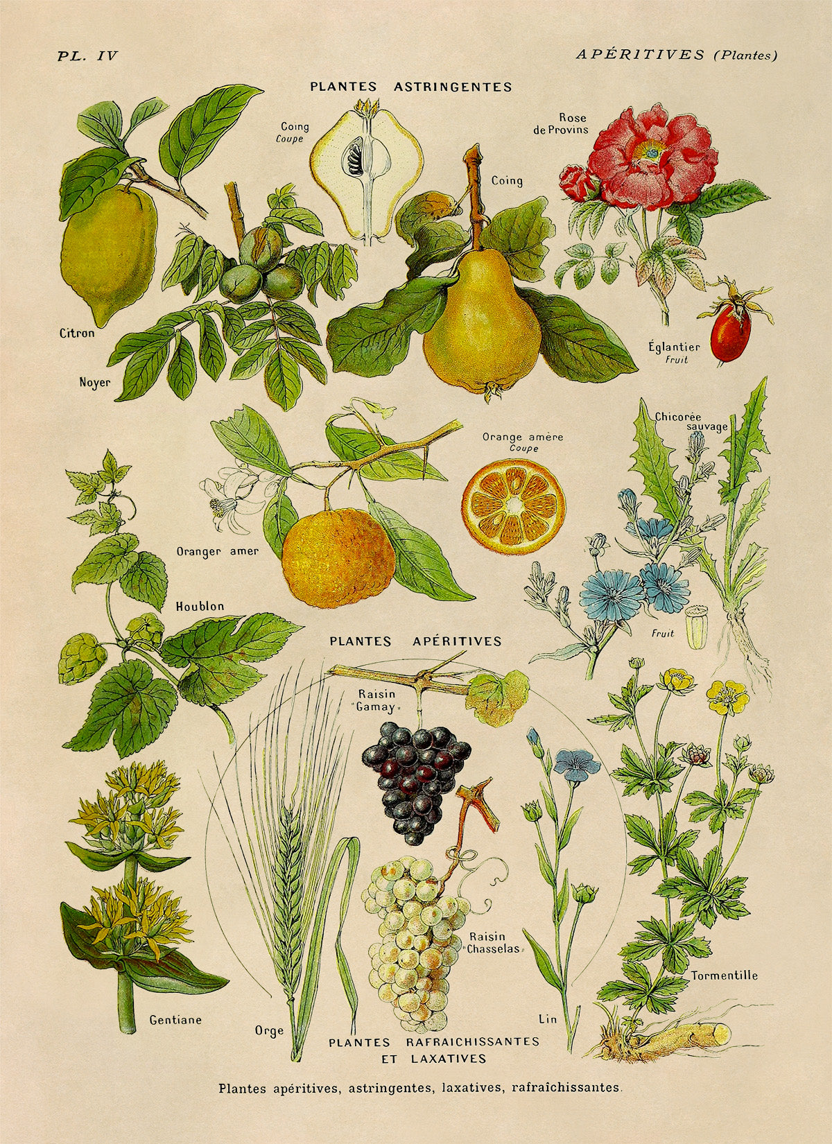 Astringent Medicinal Plants Illustration Print, AM80