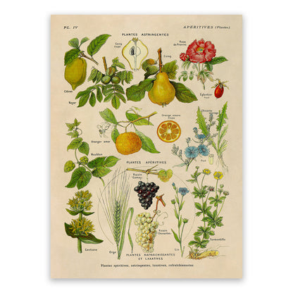 Astringent Medicinal Plants Illustration Print, AM80