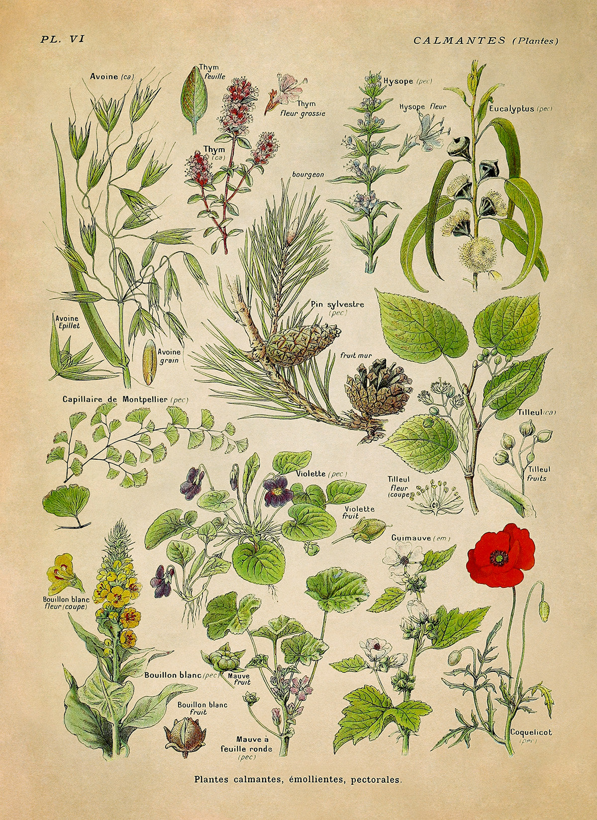 Calming Medicinal Plants Illustration Print, AM81