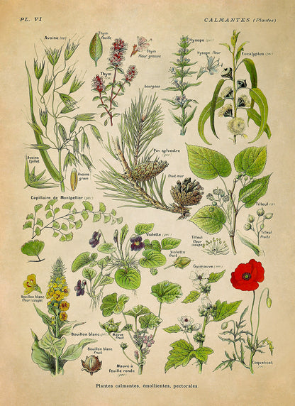 Calming Medicinal Plants Illustration Print, AM81