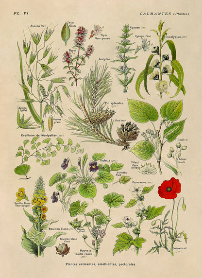 Calming Medicinal Plants Illustration Print, AM81