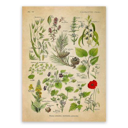 Calming Medicinal Plants Illustration Print, AM81