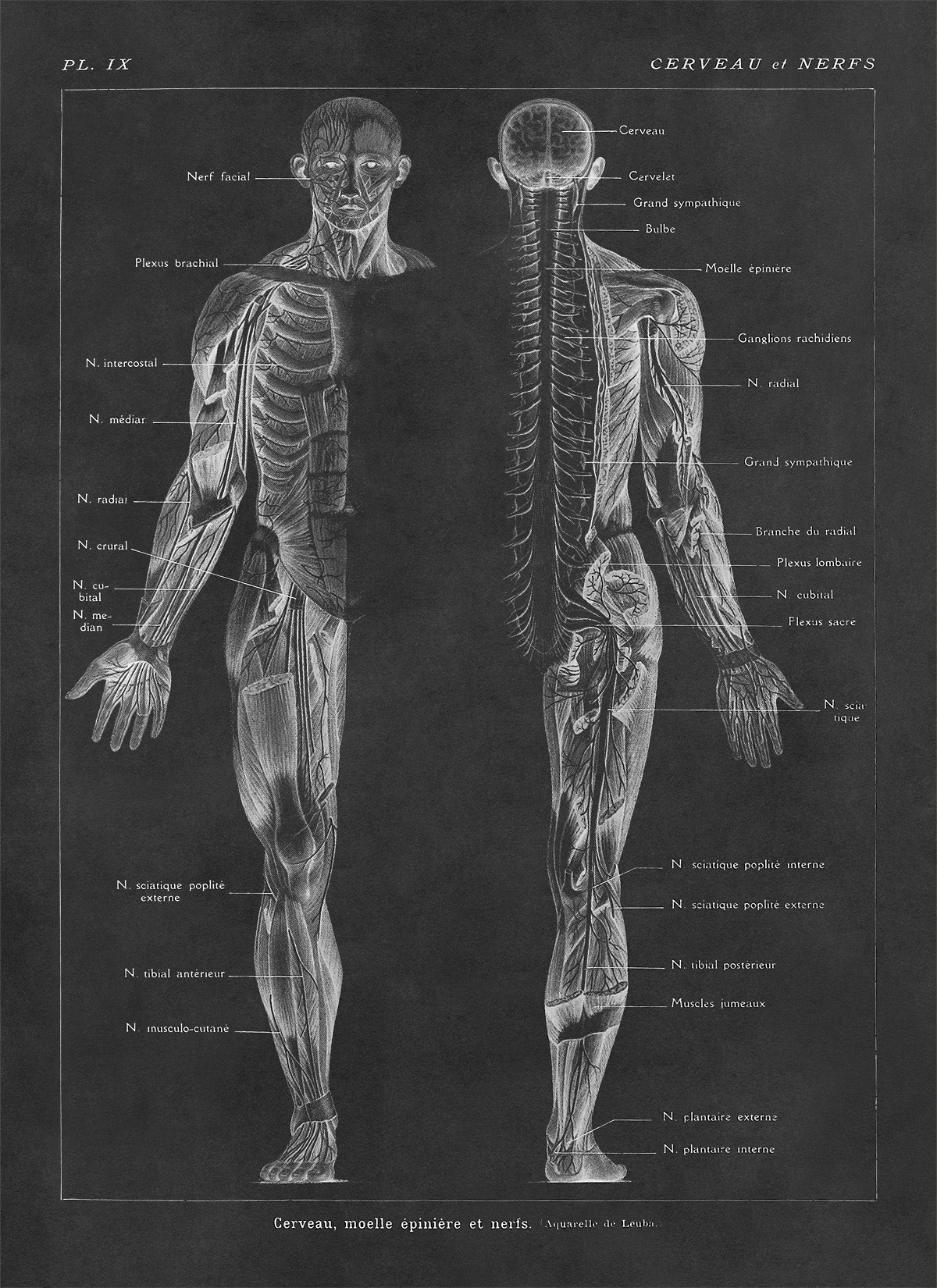 Human Brain and Nervous System Medical Anatomy Diagram Print, AM82